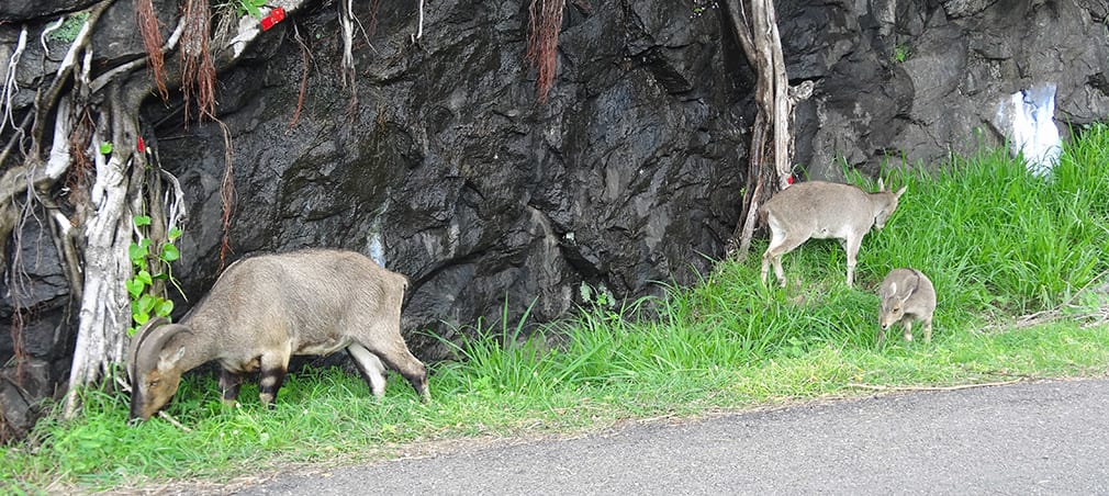 Nilgiri_Thar_Valparai